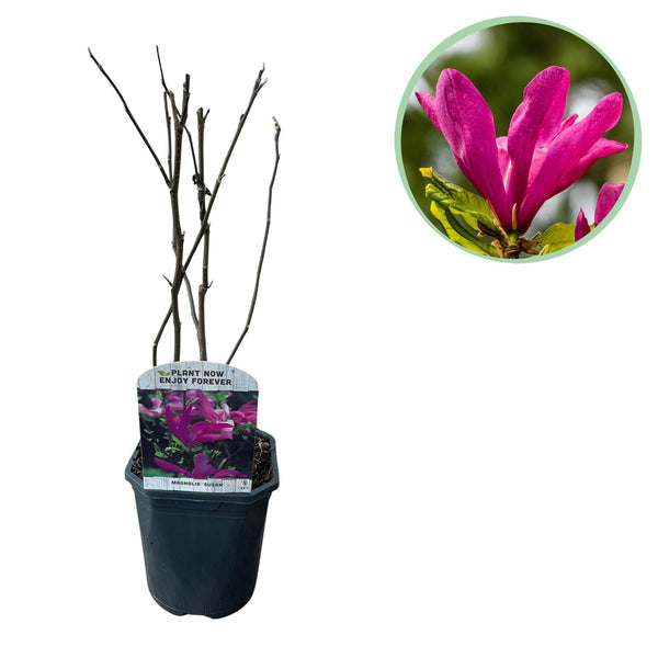 Green boutiQ - Sträucher - Magnolie Susan - Blüten dunkelrosa - 1 Pflanze - laubabwerfend - pflegeleicht - Topf 17cm Höhe 45cm