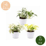 Pothos tricolore avec cache-pots blancs - Epipremnum - lot de 3