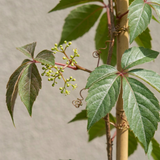 Vigne vierge de Henry - Parthenocissus henryana - H 35 cm, pot Ø9 cm - photo 3
