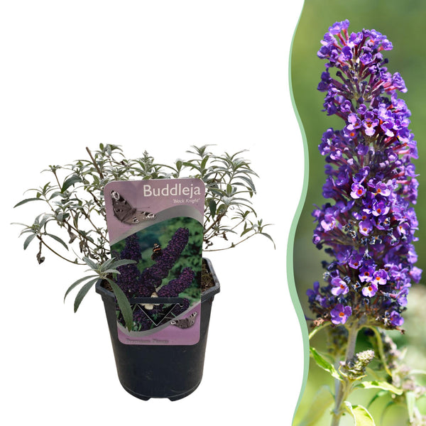 Green boutiQ - Sommerflieder - Buddleja davidii Black Night - Lila Blüten - 1 Pflanze - Laubabwerfend - Schmetterlingsanziehend - Topf 17cm Höhe 25cm