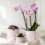 Orchidée Phalaenopsis rose Mineral Antwerpen - cache-pot Bloom rose et boîte cadeau - pot Ø9 cm