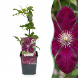 Clématite Rouge Cardinal - 2 plants