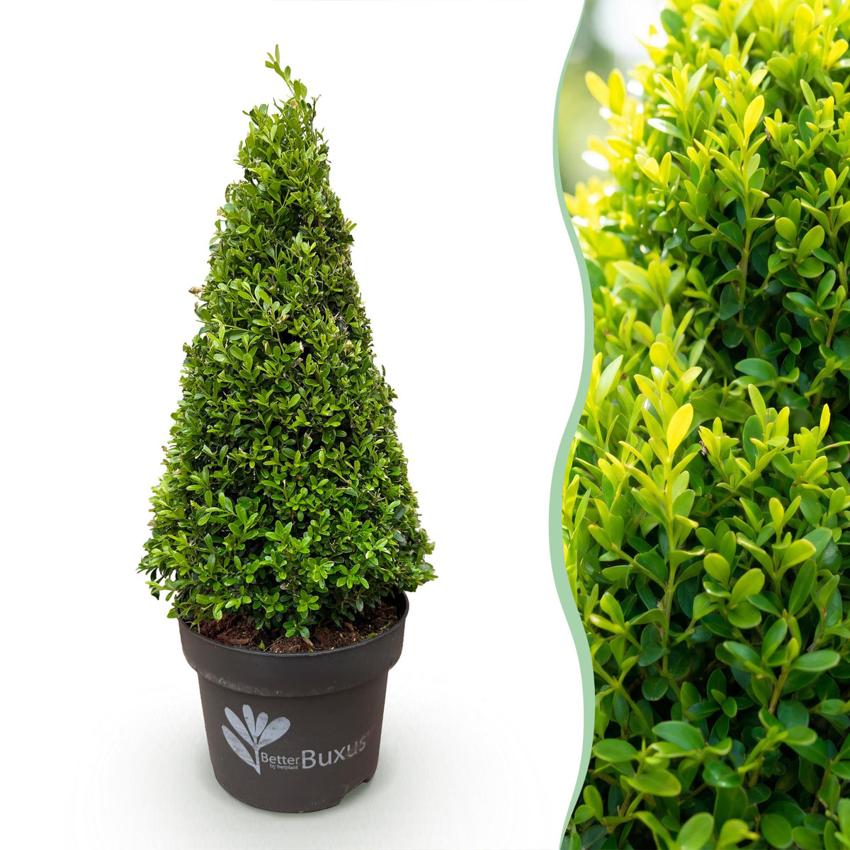 Buis Skylight en pyramide - H 60-70 cm, pot Ø23 cm