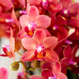 Kolibri Orchids | Rote Kongo-Orchidee + Retro-Topf in Rot – Topfgröße Ø9cm | blühende Zimmerpflanze – frisch vom Züchter