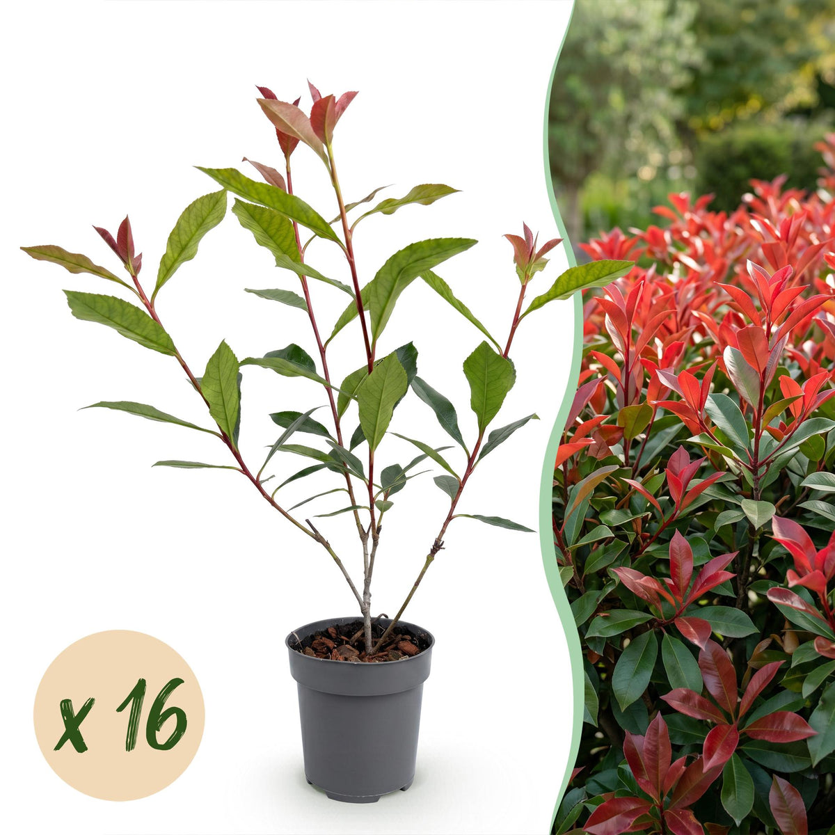 Kit haie Photinia Carré Rouge - H 25-35 cm, pot Ø9 cm