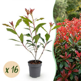 Kit haie Photinia Carré Rouge - H 25-35 cm, pot Ø9 cm