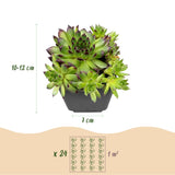 Joubarbe Big Sam - H 10-12 cm, pot Ø7 cm