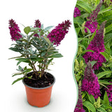 Green boutiQ - Gartenpflanze - Buddleja davidii Butterfly Candy Little Ruby - Schmetterlingsflieder - Kompakt - Rot - 1 Pflanze - Topf 12cm - Höhe 20-25cm