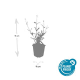 Verveine de Buenos Aires Lollipop en godet - Verbena bonariensis - H 10-25 cm, pot Ø9 cm - photo 4