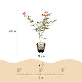 Green boutiQ - Terrassenpflanze - Japanischer Ahorn - Acer palmatum Sumi-nagashi - Rot - 2 Pflanzen - Laubabwerfend - Topf 19cm Höhe 70cm