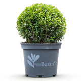 Green boutiQ - Buxus-Kugel - BetterBuxus Skylight - Resistent gegen Buchsbaum-Krankheit - 1 Pflanze - Topf 23cm Kugel 25cm