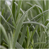 Lavande officinale en godet - Lavandula angustifolia - pot Ø7 cm - photo 3