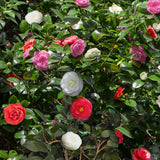 Green boutiQ - Sträucher - Camelia japonica Tricolour - Blüte Rosa, Weiß und Rot - 3 Pflanzen - 1 m2 - Immergrün - Topf 15cm Höhe 30cm
