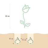 Green boutiQ - Blumenzwiebeln - Tulpe Sylvestris - Farbe Gelb - 20 Stück - Zwiebelgröße 5/6 - XXL Pack