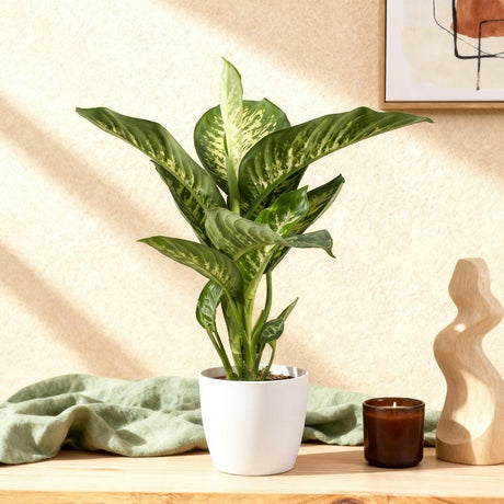 Green BoutiQ - Zimmerpflanzen - Dieffenbachia Tropic Snow - Dieffenbachia - Pflegeleicht - Grün - 1 Pflanze - mit Topf Grau - Topf 21cm - Höhe 90-100cm