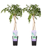 2x Blauregen sinensis 'Prolific' - ↨65cm - Ø15