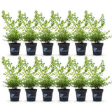 Green boutiQ - Buxus-Hecke - BetterBuxus Babylon Beauty - Resistent gegen Buchsbaumkrankheiten - 12 Pflanzen - 2 laufende Meter - Topf 13cm Höhe 30-35
