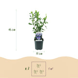 Green boutiQ - Gartenpflanze - Hibiscus syriacus Oiseau Bleu - Gartenhibiskus - Winterhart - Blau - 3 Pflanzen - Topf 17cm - Höhe 45cm