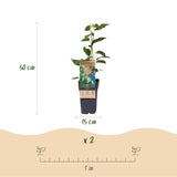 Kiwaï Issai autofertile - Actinidia arguta - 2 plants - H 50 cm, pot Ø15 cm
