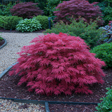 Green boutiQ - Terrassenpflanze - Japanischer Ahorn - Acer palmatum Pink Dwarf - Rosa - 1 Pflanze - Laubabwerfend - Topf 19cm Höhe 70cm
