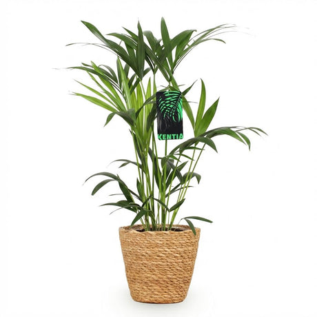 Green boutiQ - Zimmerpflanze - Howea Forsteriana - Kentia-Palme - Wenig Pflege - Grün - 1 Pflanze - mit Korb - Topf 19cm - Höhe 80-85cm