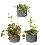 Baby Peperomia avec cache-pots Linnea bleu brume - Hope, Pepperspot et prostrata - lot de 3