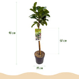 Green boutiQ - Gartenpflanze - Prunus laurocerasus Etna® - Stammbaum - Terrassenpflanze - Immergrün - Wenig Pflege - Topf 19cm Höhe 90cm