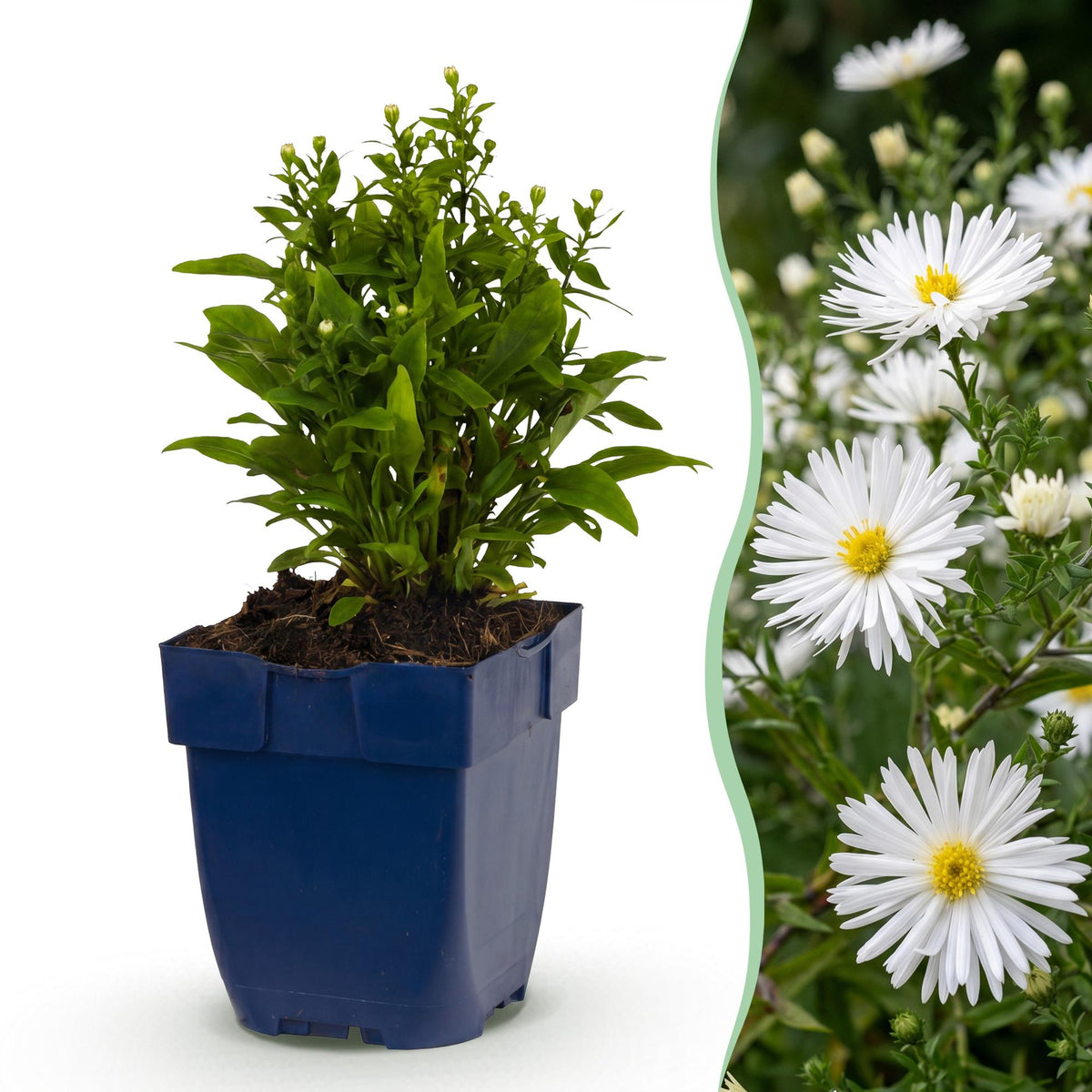 Aster nain blanc Schneekissen - H 15-25 cm, pot Ø11 cm