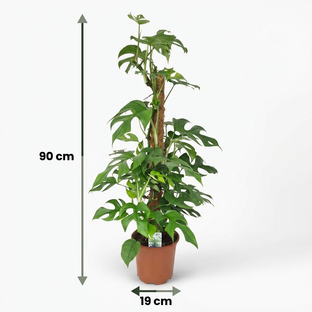 Green boutiQ - Zimmerpflanze - Mini Monstera - Monstera Minima am Moosstab - Grün - Pflegeleicht - 1 Pflanze - Topf 19cm - Höhe 90cm