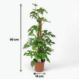 Green boutiQ - Zimmerpflanze - Mini Monstera - Monstera Minima am Moosstab - Grün - Pflegeleicht - 1 Pflanze - Topf 19cm - Höhe 90cm