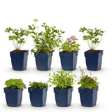 Kit de vivaces couvre-sol en mélange - H 15-25 cm, pot Ø11 cm - photo 2