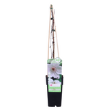 Clematis Miss Bateman - Waldrebe - Ø15cm - ↕65cm