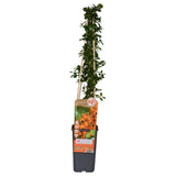 Feuerdorn 'Soleil dOr' - Ø15cm - ↕65cm