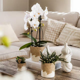 Orchidées Phalaenopsis blanches Niagara Fall White- pot Ø12 cm - photo 5