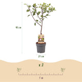 Green boutiQ - Obstpflanze - Pflaumenbaum - Prunus domestica Opal - Gelb-rote Frucht - Topf 21cm Höhe 90cm