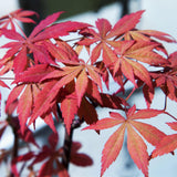 Green boutiQ - Terrassenpflanze - Japanischer Ahorn - Acer palmatum Sumi-nagashi - Rot - 2 Pflanzen - Laubabwerfend - Topf 19cm Höhe 70cm