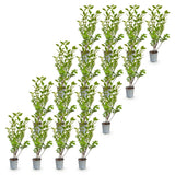 Kit haie Troène de Californie - H 35-45 cm, pot Ø9 cm
