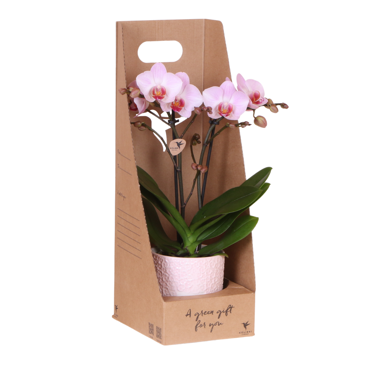 Orchidée Phalaenopsis rose Mineral Antwerpen - cache-pot Bloom rose et boîte cadeau - pot Ø9 cm
