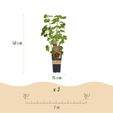 Mélange de petits fruits : groseille, mûre, framboise et myrtille - H 50 cm, pot Ø15 cm