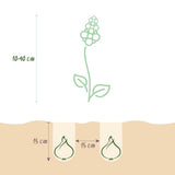 Green boutiQ - Blumenzwiebeln - Bulb Garden Mix - Verschiedene Arten und Farben - 125 Stück - Geschenkverpackung