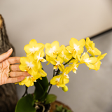 Kolibri Company | Pflanzset Poppy White Yellow | Gelbe Albenga Orchidee inkl. Keramik-Übertöpfe – Topfgröße Ø9 cm