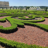 Green boutiQ - Buxus-Hecke - BetterBuxus Babylon Beauty - Resistent gegen Buchsbaumkrankheiten - 12 Pflanzen - 2 laufende Meter - Topf 13cm Höhe 30-35