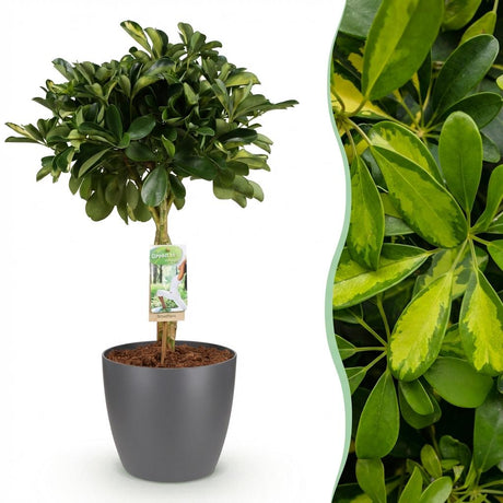 Green boutiQ - Zimmerpflanzen - Schefflera Gold Capella - Strahlenaralie - Pflegeleicht - Grün - Gold - 1 Pflanze - mit Übertopf Grau - Topf 21cm - Höhe 70-80cm