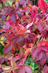 Parthenocissus henryana – Chinesischer Wilder Wein – Ø15cm – ↕65cm