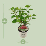 Hortensia arborescens Pink Annabelle - Hydrangea arborescens - H 30 cm, pot Ø19 cm