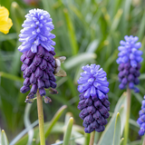 Muscari à larges feuilles - 200 bulbes