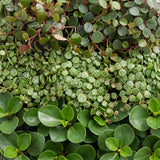 Baby Peperomia avec cache-pots Linnea bleu brume - Hope, Pepperspot et prostrata - lot de 3