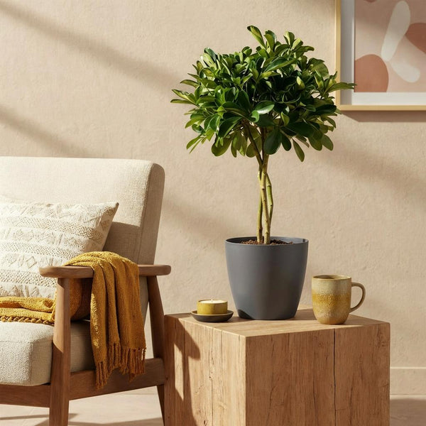 Green boutiQ - Zimmerpflanzen - Schefflera Gold Capella - Strahlenaralie - Pflegeleicht - Grün - Gold - 1 Pflanze - mit Übertopf Grau - Topf 21cm - Höhe 70-80cm