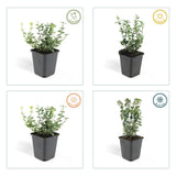 Fusain Emerald Gaiety en godet - Euonymus fortunei - H 10-25 cm, pot Ø9 cm - photo 5