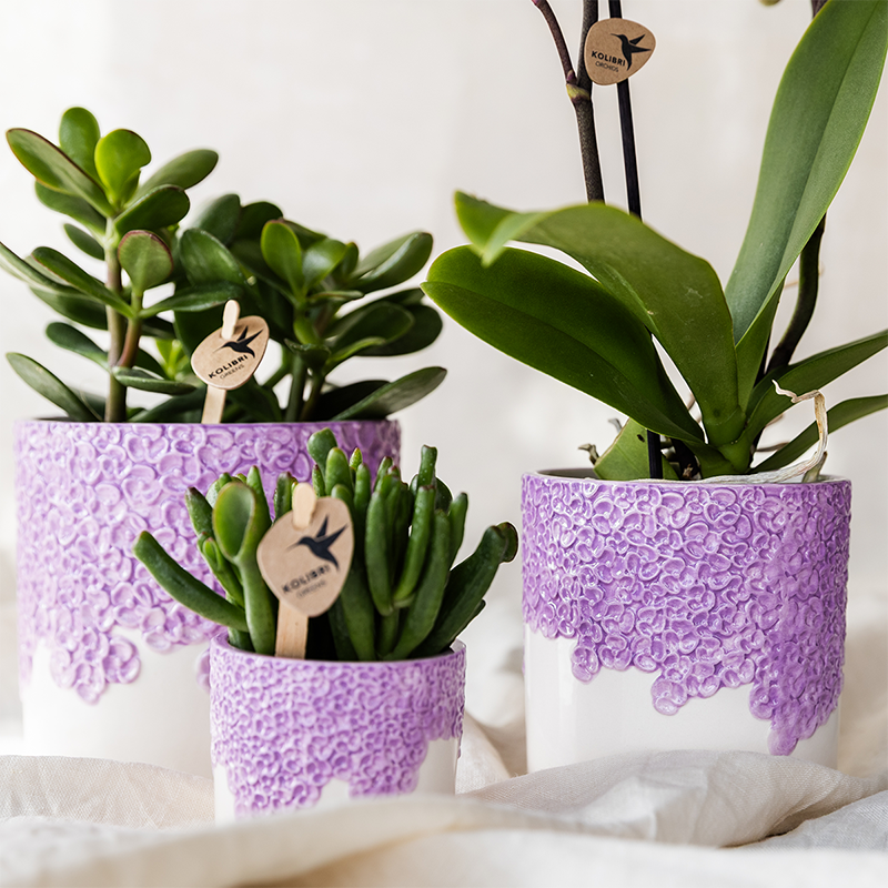 Kolibri Company | Pflanzenset Bloom Purple | Lila Vienna Orchidee + Grünpflanzen inkl. Übertöpfe